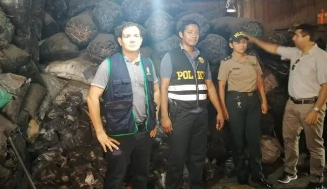 Detectan 14 toneladas de carbón ilegal en San Martín