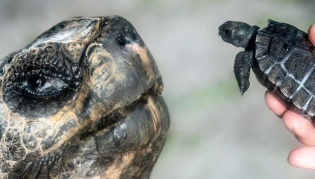 Tortuga de Galápagos se convierte en padre a los 134 años