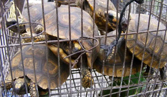 Funcionarios integraban banda dedicada al tráfico de fauna silvestre