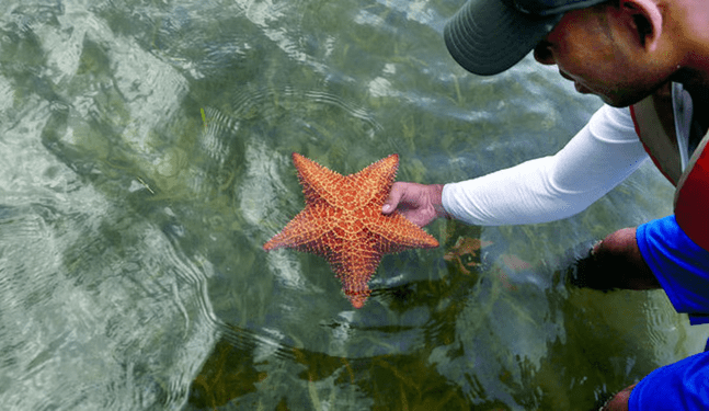 EE.UU: Grave enfermedad amenaza las estrellas de mar