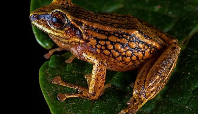 Descubren tres nuevas especies de rana en el Perú