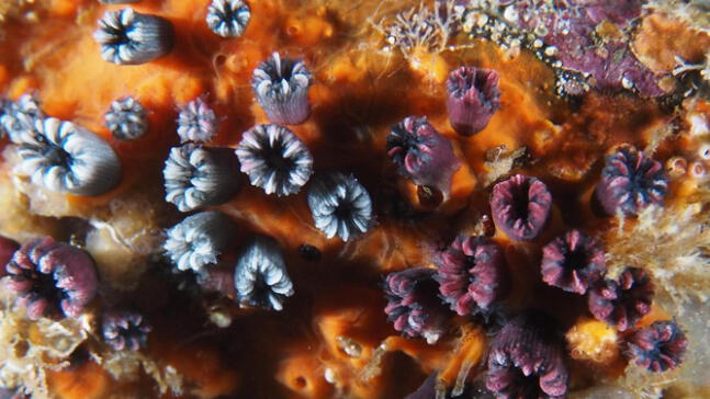 Ecuador: Redescubren coral endémico de las islas Galápagos