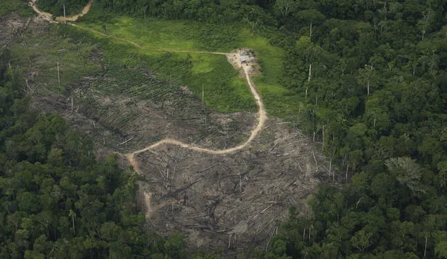 Amazonía peruana padece por cuatro zonas críticas de deforestación
