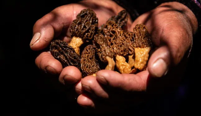 Ecuador: Registran hasta 47 especies de hongos en reserva natural