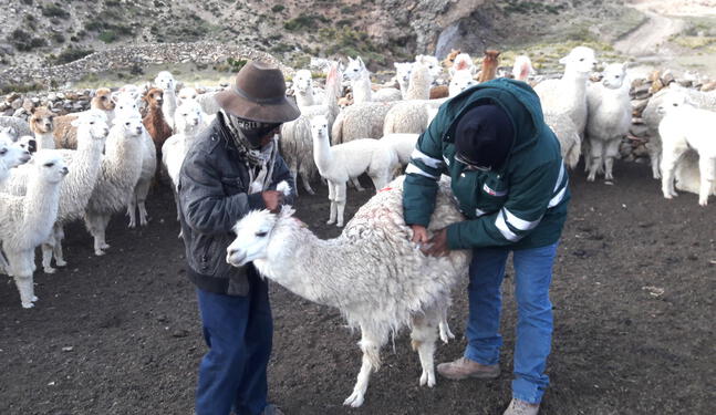 Vacunarán a más de 75,000 camélidos para protegerlos de las heladas