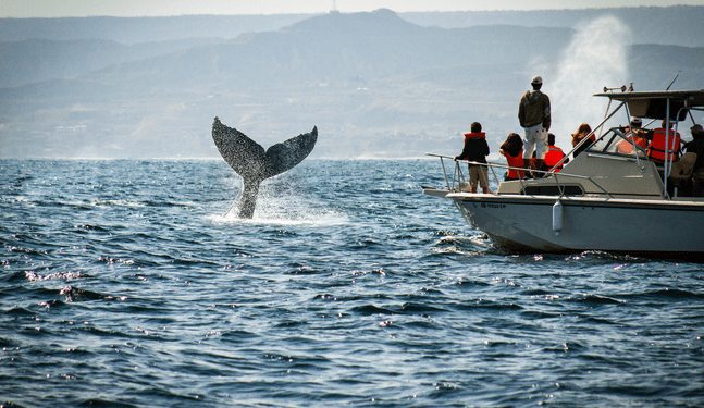 Tumbes: Empieza temporada de avistamiento de ballenas jorobadas