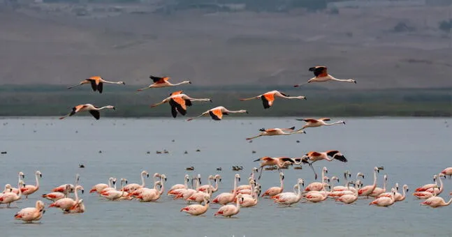 Perú: Áreas protegidas son zonas de reproducción de flamenco chileno