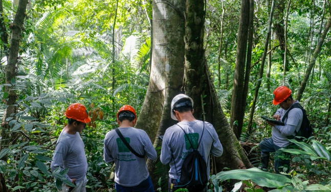 Científicos secuencian genoma de árbol emblemático de la Amazonía