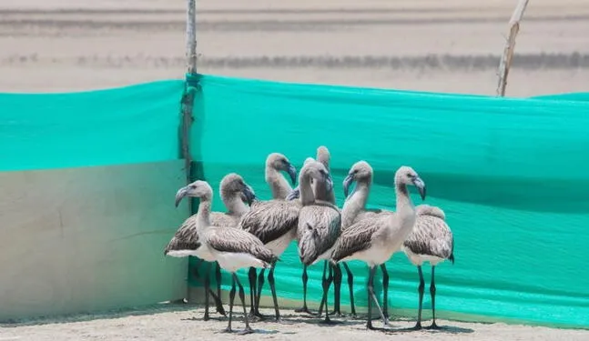 Cazadores ilegales aniquilan crías de flamencos en Piura