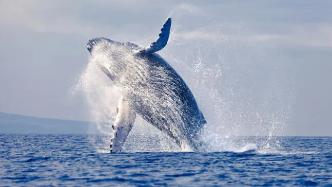 Empieza la temporada de avistamiento de ballenas en Máncora