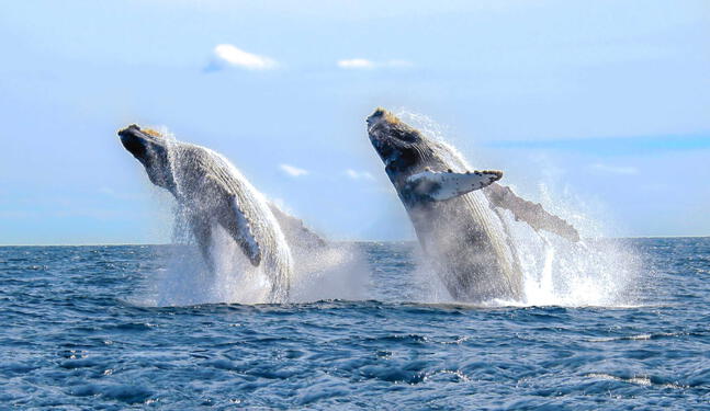 Los Órganos apunta a ser la “Capital del Avistamiento de Ballenas”