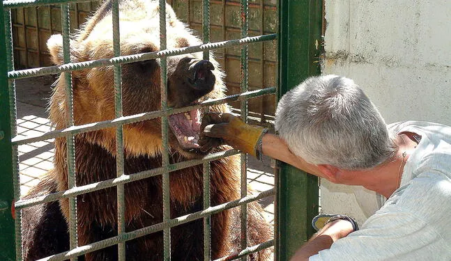 España: Osos serán trasladados a santuario tras 33 años de cautiverio