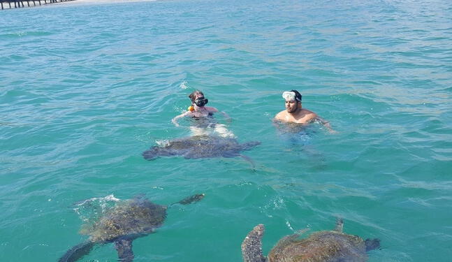 Piden respetar fauna marina en avistamiento de ballenas