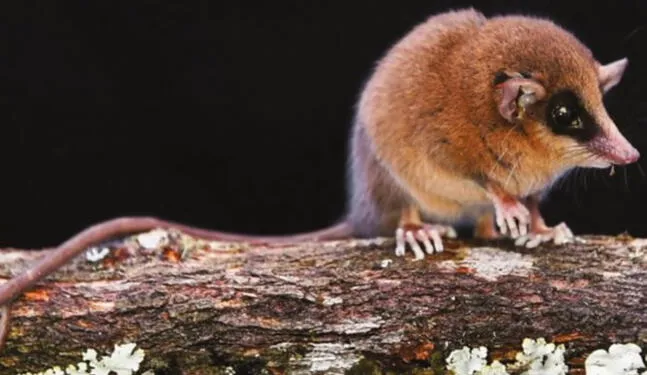 Descubren nueva especie de marsupial en la Amazonía peruana