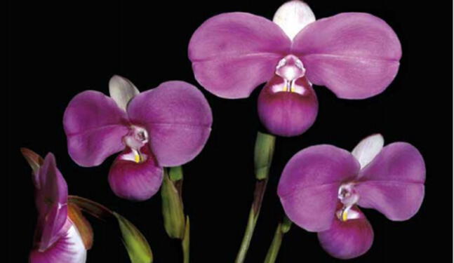 Perú evalúa su Plan Nacional de Conservación de Orquídeas Amenazadas