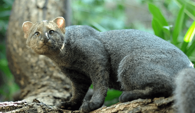 Registran por primera vez a jaguarundi en área natural protegida