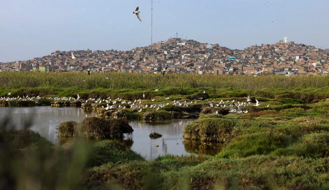 Pérdida de humedales podría costar 39 billones de dólares al mundo