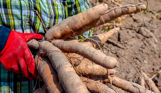 Investigación busca asegurar conservación de la yuca en el Perú
