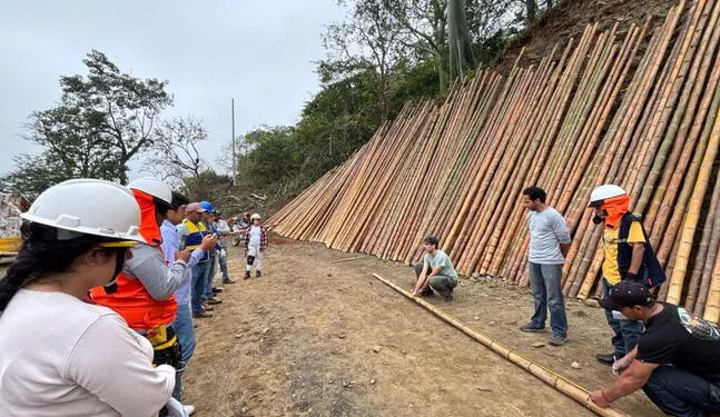 Piura impulsa al bambú como alternativa sostenible en construcción