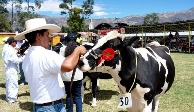Cajamarca: Feria tradicional mostrará lo mejor de la ganadería lechera