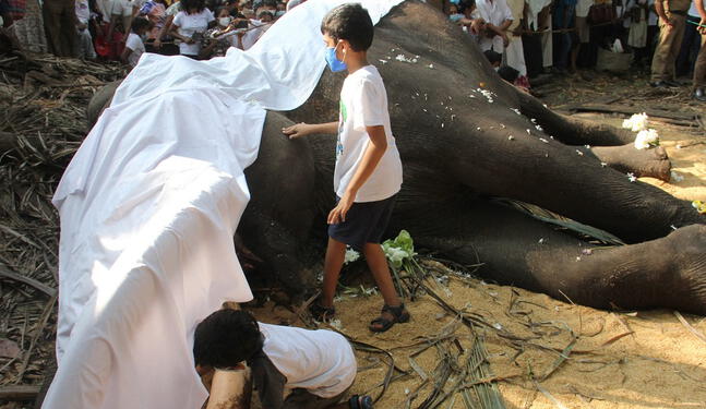 Sri Lanka sufre un repunte en la muerte de elefantes