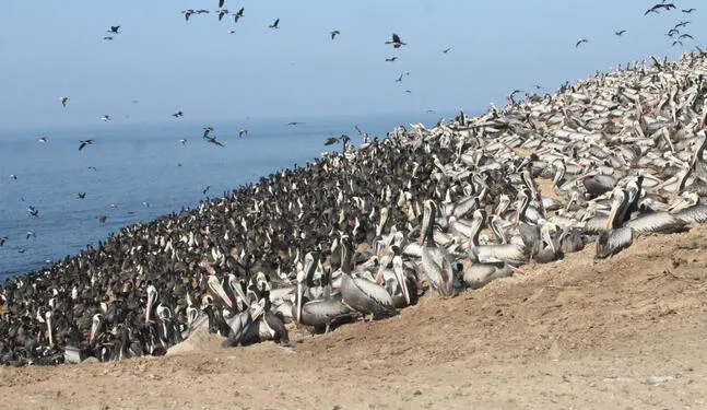 Perú busca recuperar aves guaneras para asegurar fertilizante