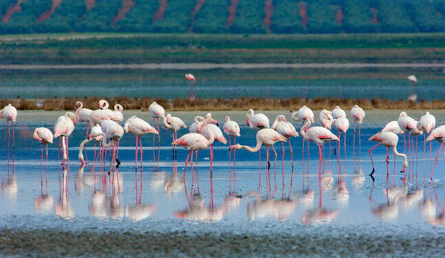 España: El 85 % de humedales Ramsar sufre grave degradación