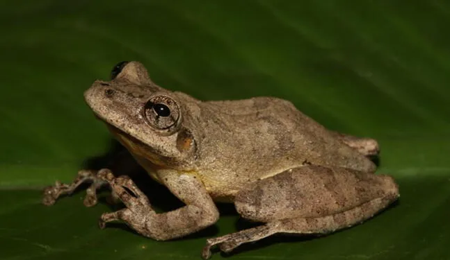 Descubren nueva especie de rana en la Amazonía peruana