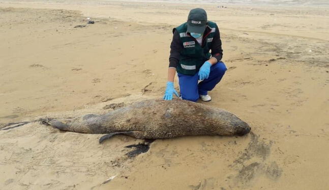 Condenan a pescador que atacó a lobo marino fino