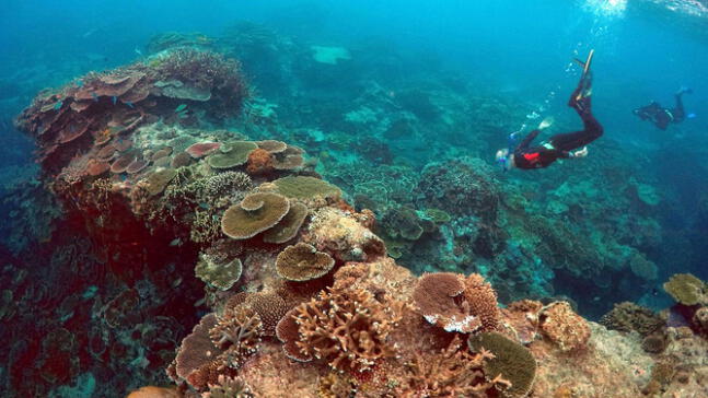 La Gran Barrera de Coral sufre su mayor declive en la historia