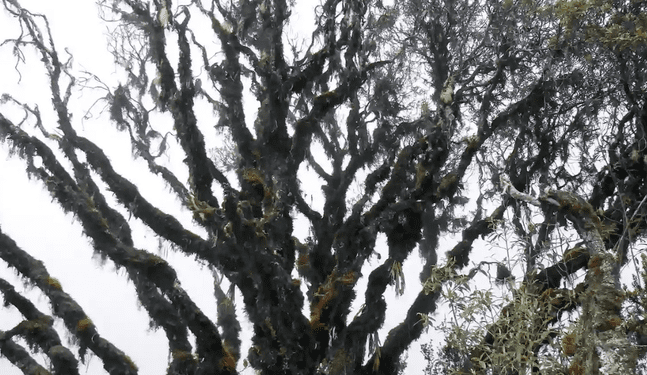 Perú: Hallan nueva especie de árbol en Reserva de Biósfera