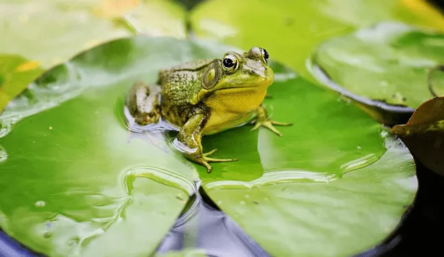 Austria: Multan a ciudadano por las ranas de su estanque