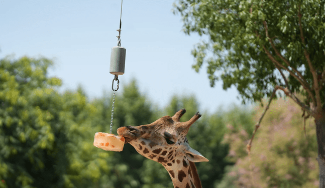 Animales sufren el embate de la terrible ola de calor
