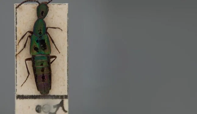 Identifican dos nuevas especies de escarabajos en Perú