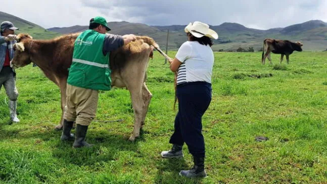 Destinarán US$14 millones para ganadería sostenible
