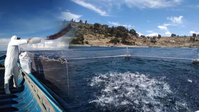 Realizan investigación en el lago Titicaca para impulsar acuicultura