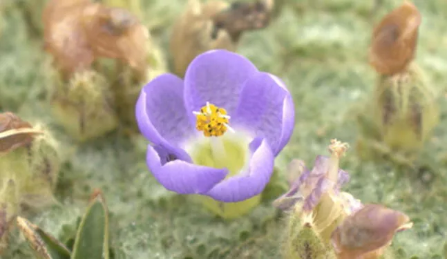 Descubren 5 nuevas especies vegetales en los Andes del Perú