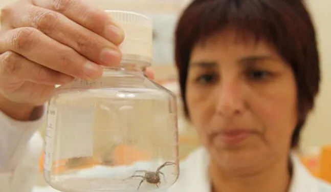 Uruguay sufre por incremento en mordeduras de arañas y serpientes