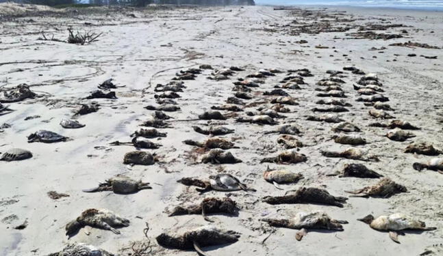 Brasil investiga muerte masiva de pingüinos en sus playas