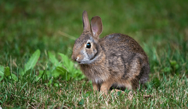 Aparece especie de conejo que se creía extinta hace más de un siglo