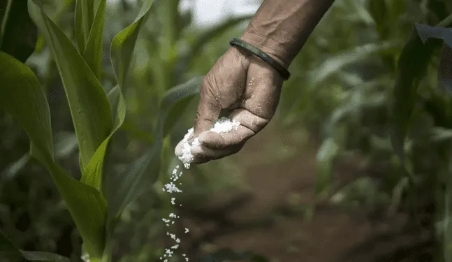 Crean fertilizante orgánico que protege cultivos durante sequías