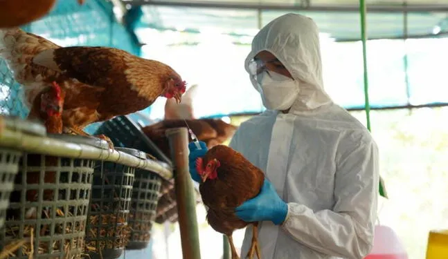 Argentina refuerza vigilancia sanitaria por brotes de gripe aviar