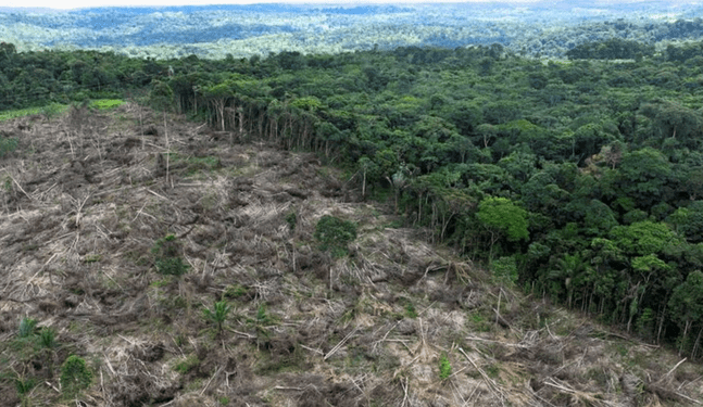 Deforestación tropical causa 28.000 muertes al año