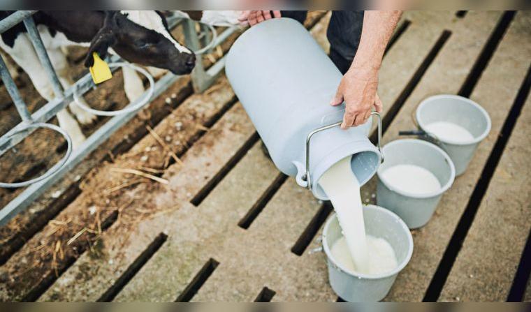 produccion-de-leche-peru
